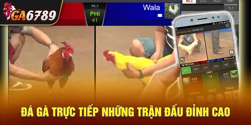 đá gà trực tiếp