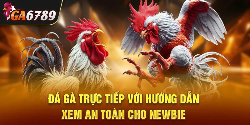 Đá gà trực tiếp với hướng dẫn xem an toàn cho người mới