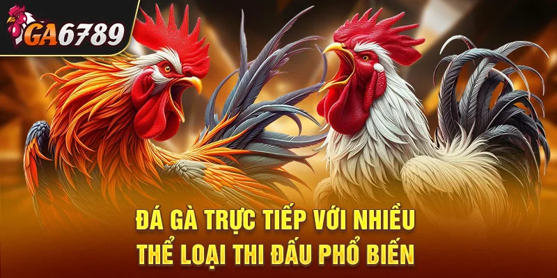Đá gà trực tiếp với nhiều thể loại thi đấu phổ biến