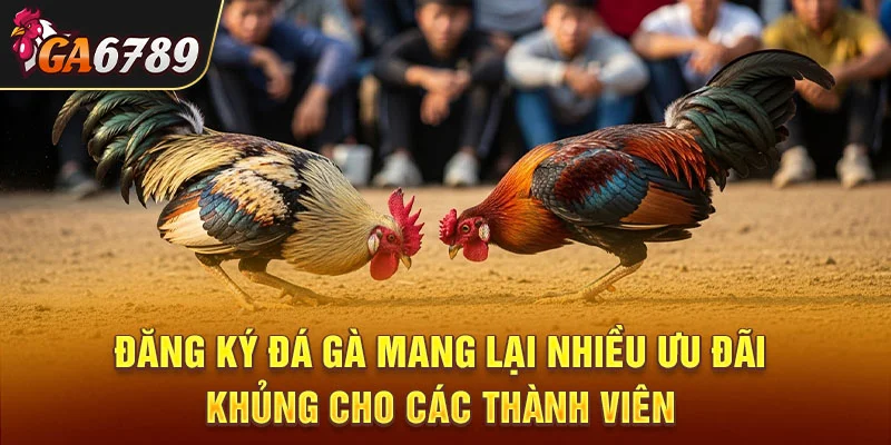 Đăng ký đá gà mang lại nhiều ưu đãi khủng cho các thành viên